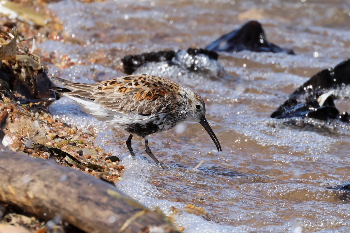 Dunlin - Rita Flohr