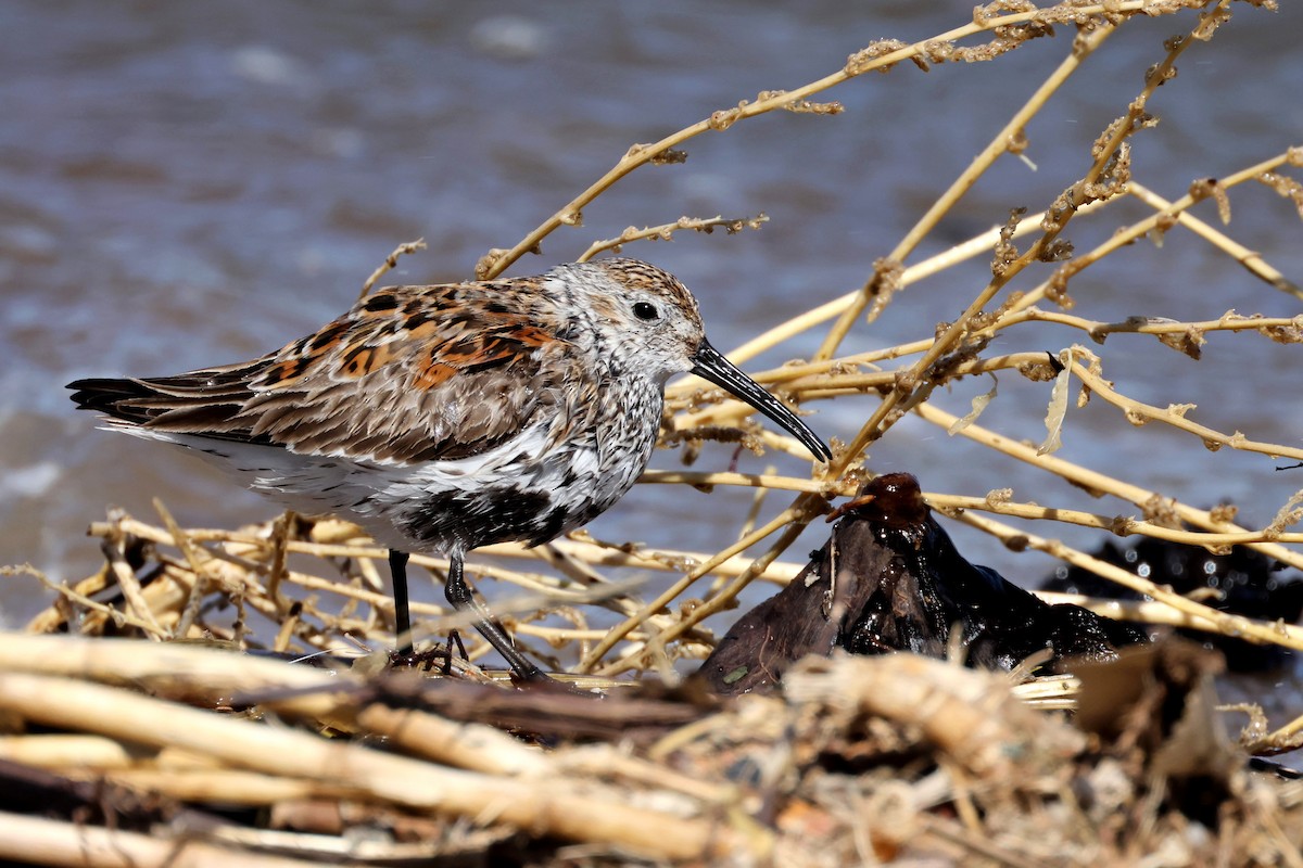 Dunlin - Rita Flohr