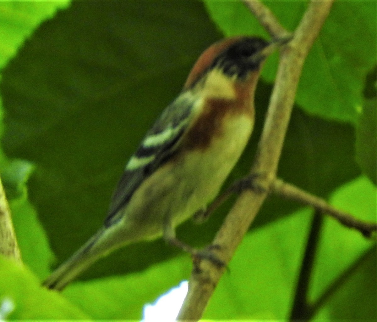 Bay-breasted Warbler - Mark Meunier