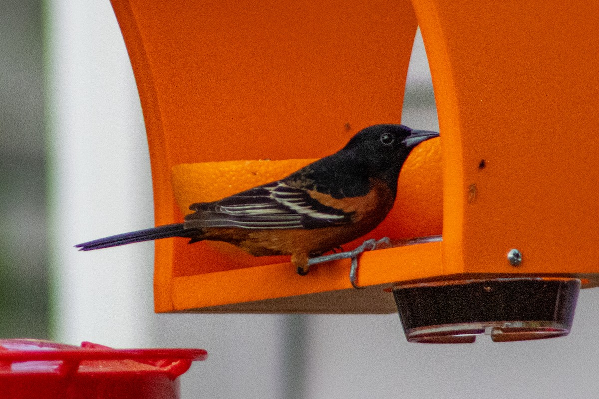 Orchard Oriole - ML566632091