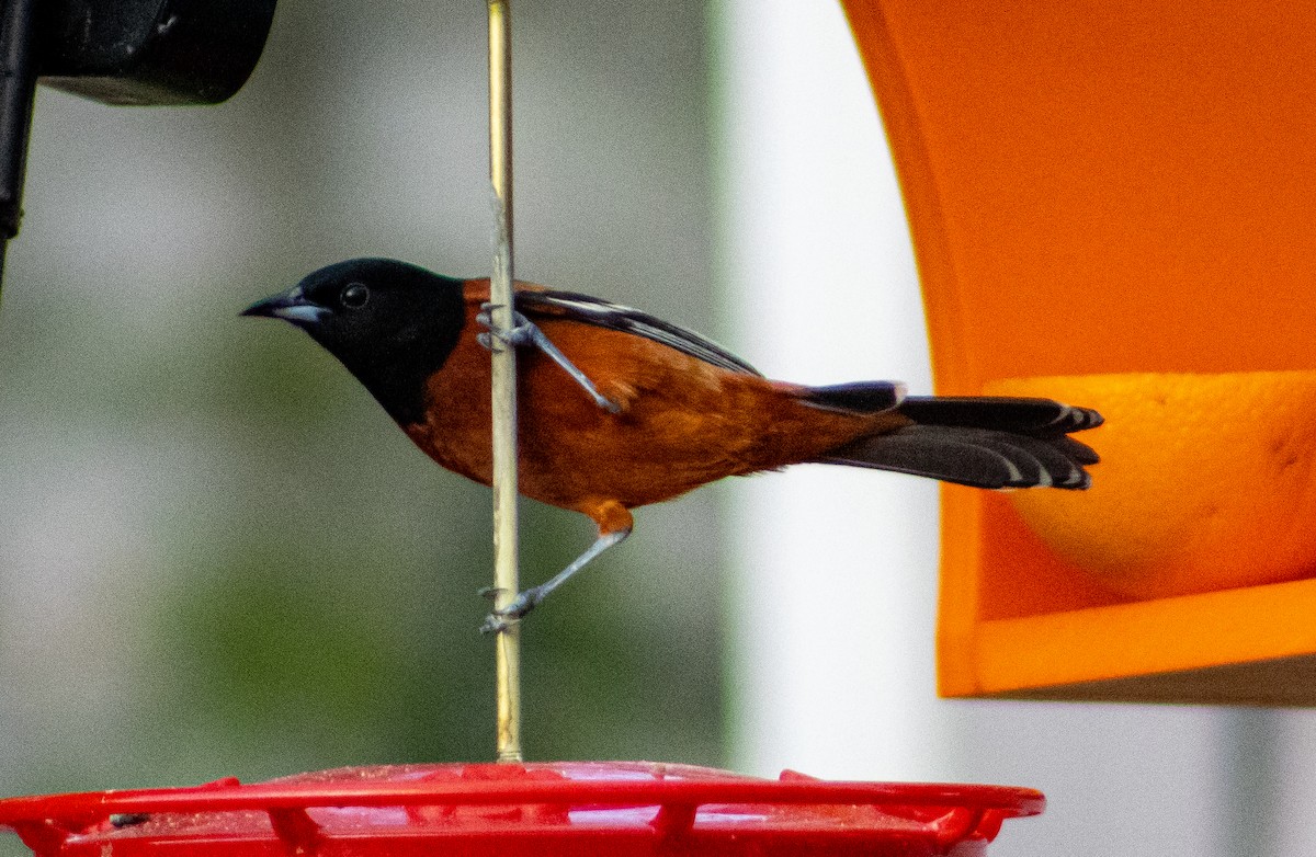 Orchard Oriole - ML566632111