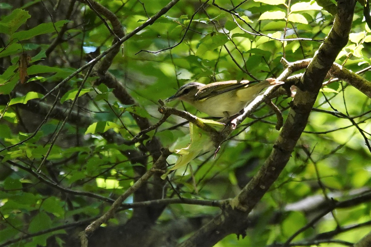 Red-eyed Vireo - ML566632301