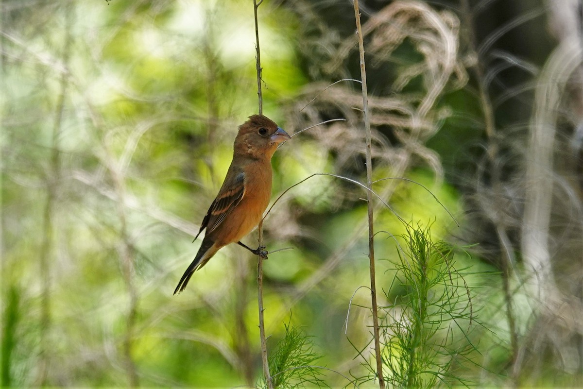 Blue Grosbeak - ML566632671