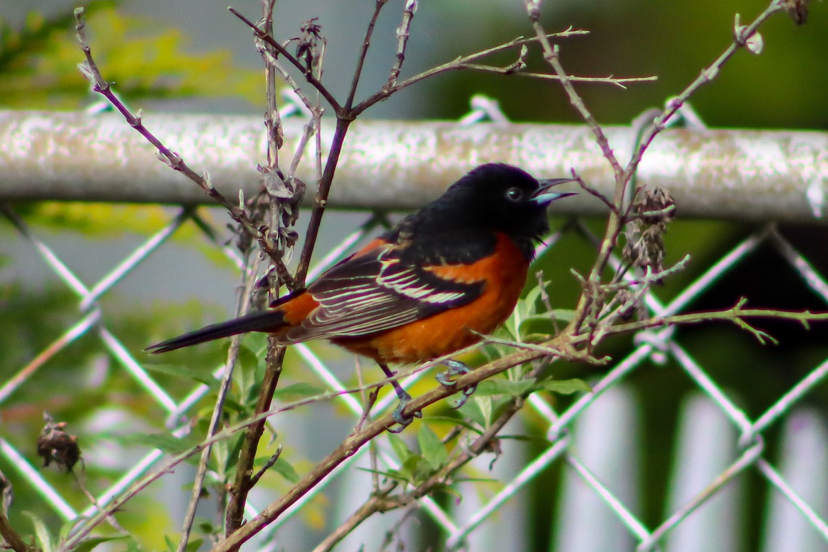 Orchard Oriole - ML566633121