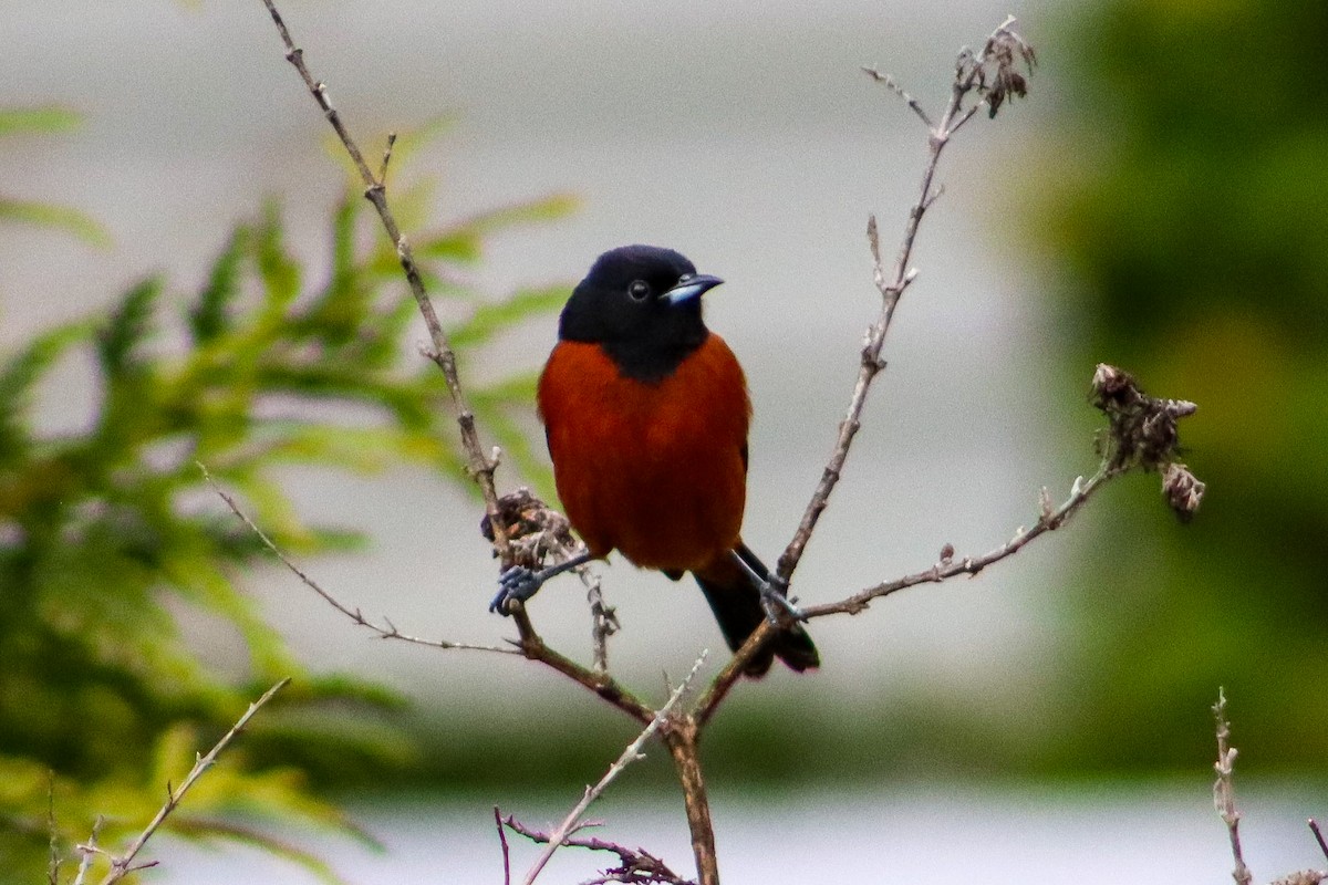 Orchard Oriole - ML566633131