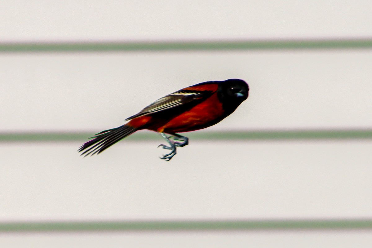 Orchard Oriole - ML566633141