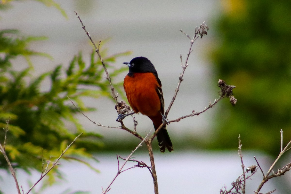 Orchard Oriole - ML566633151