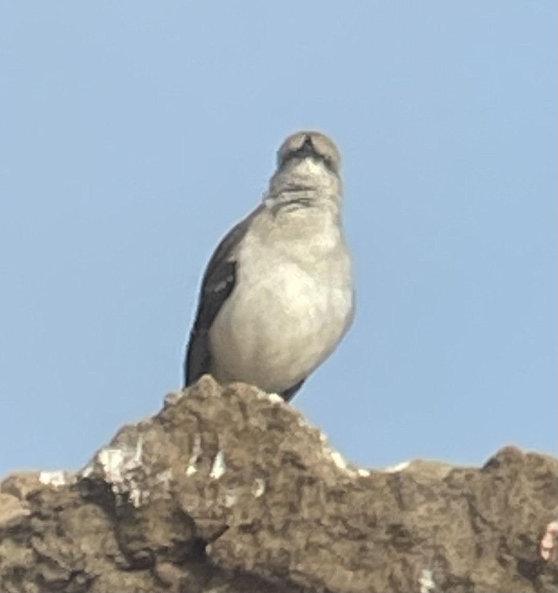 Northern Mockingbird - Cheryl Huizinga