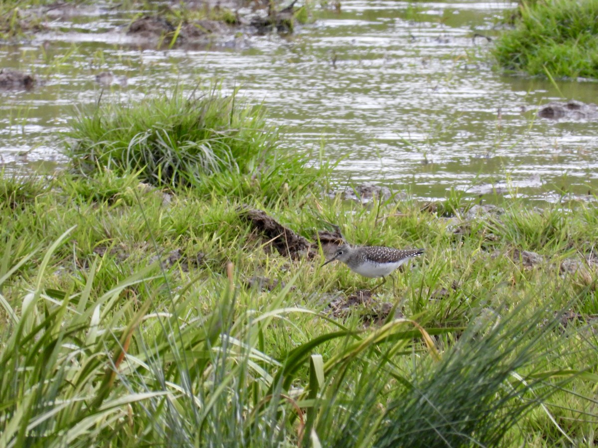 Solitary Sandpiper - ML566634161