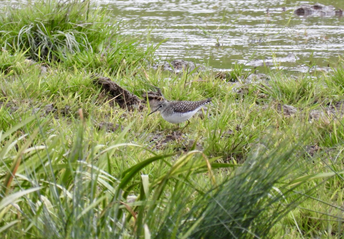 Solitary Sandpiper - Tracy Mosebey