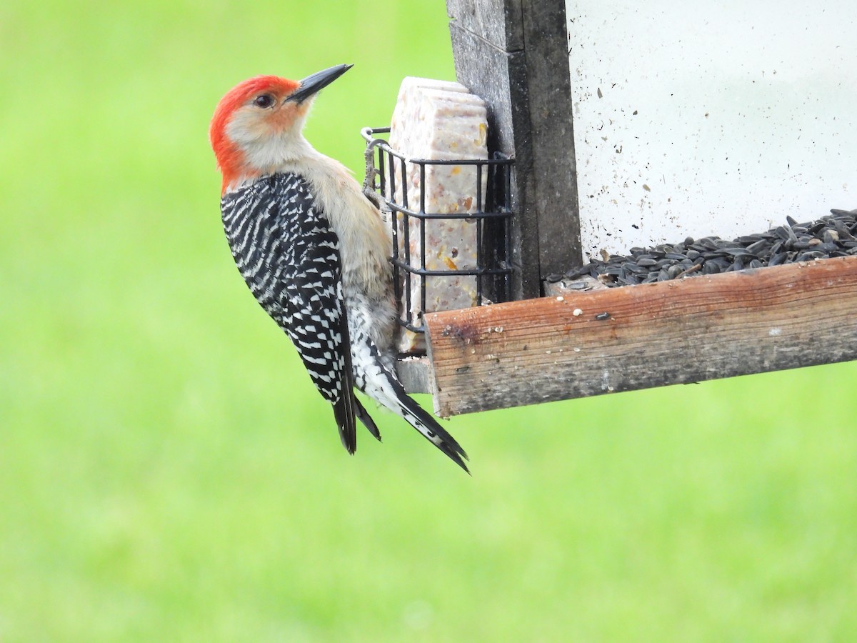 Red-bellied Woodpecker - ML566634391