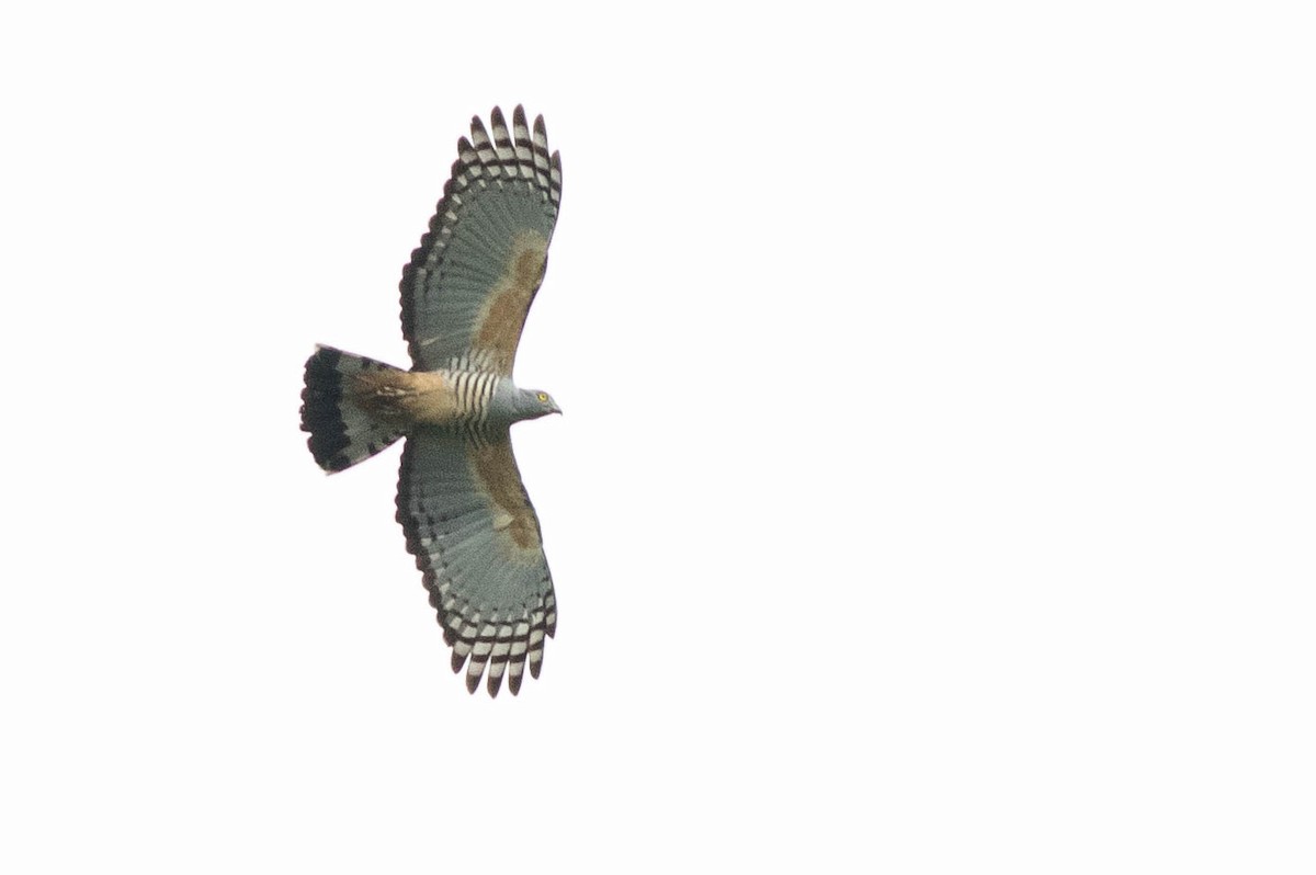 Pacific Baza - ML566634611