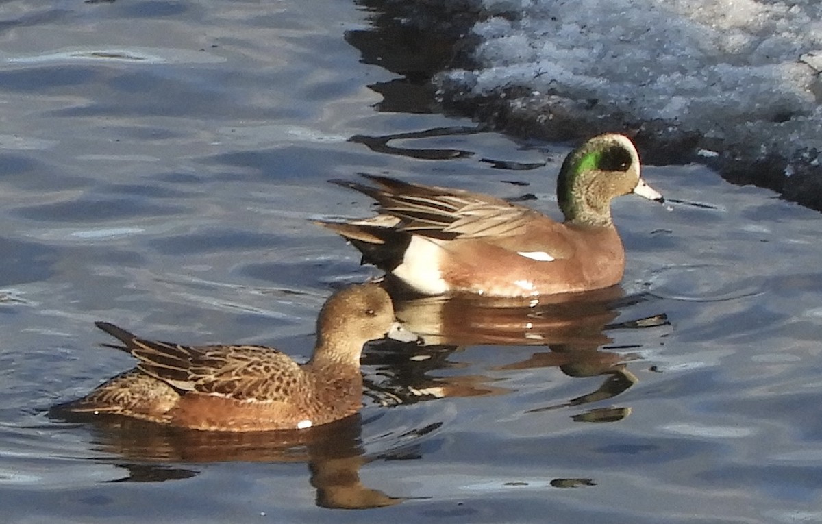 American Wigeon - Barbara Murray