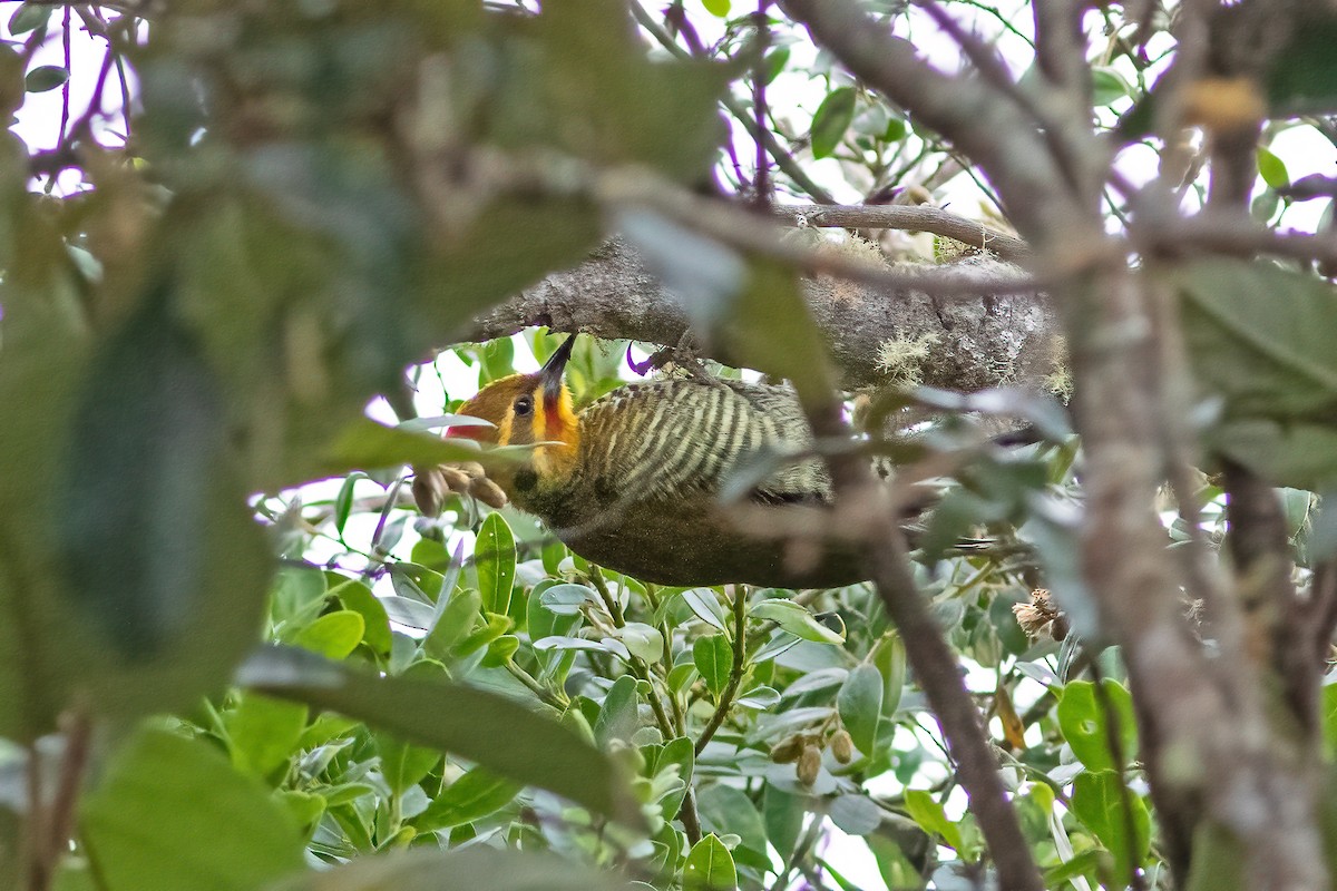 White-browed Woodpecker - ML566635311