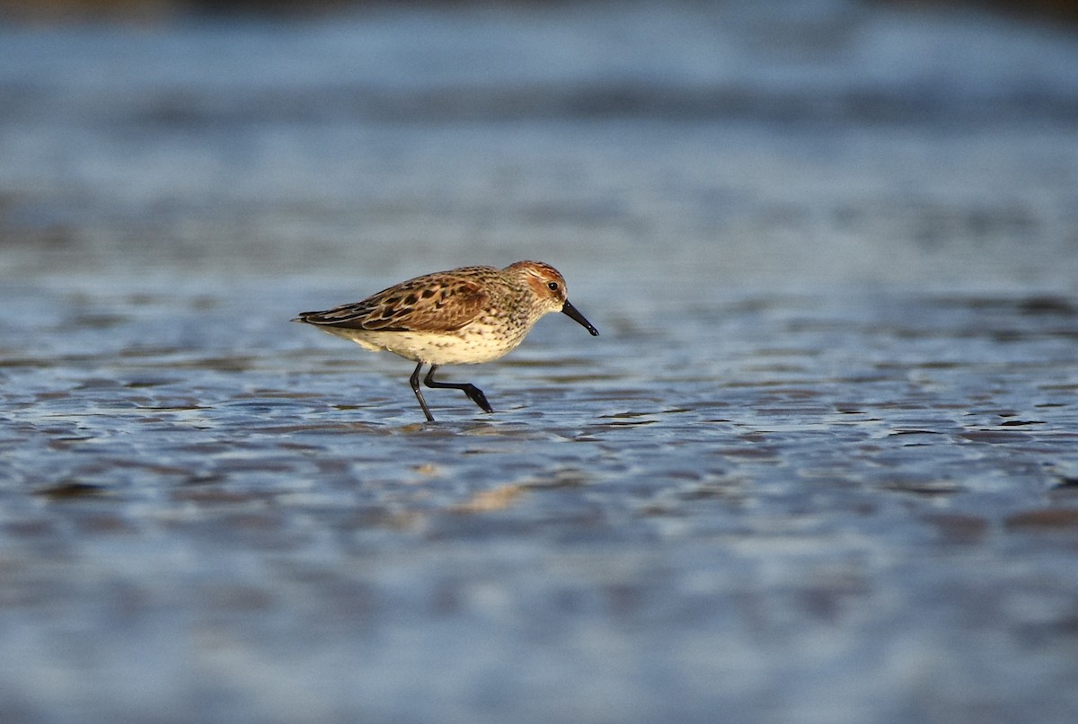 Western Sandpiper - ML566635791