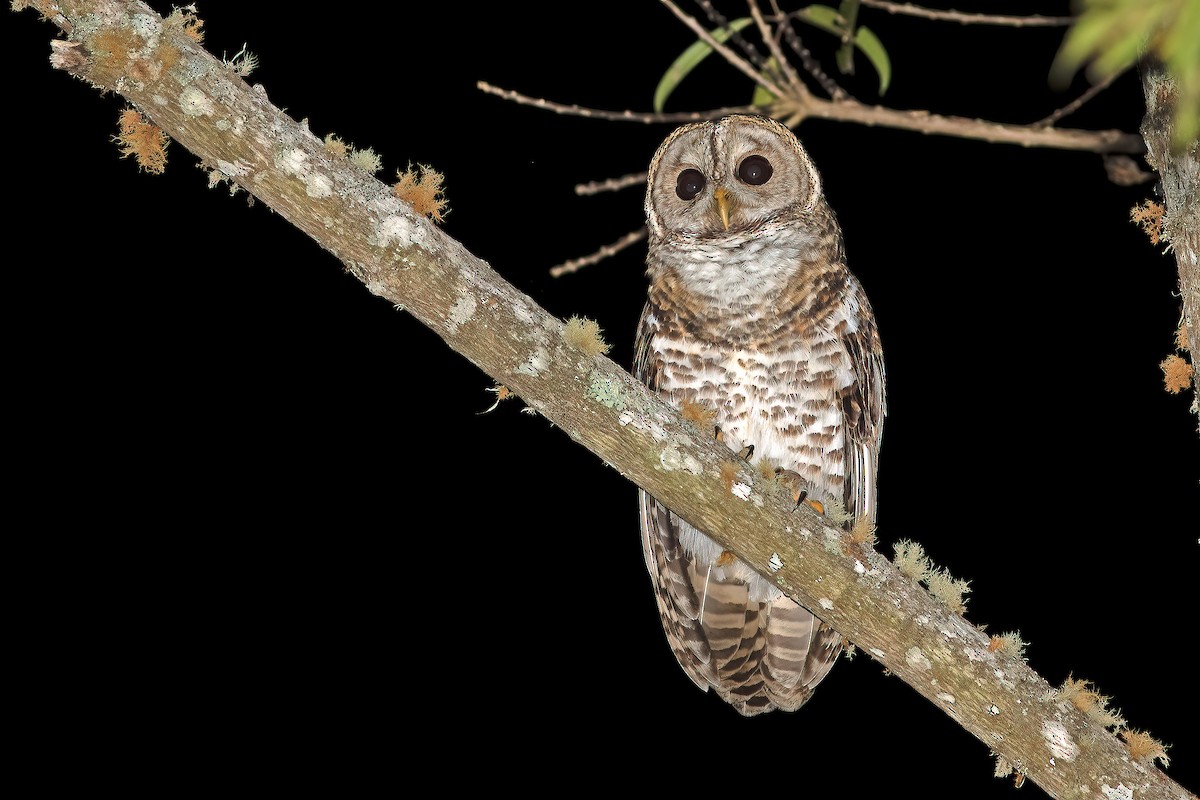 Rusty-barred Owl - ML566635801