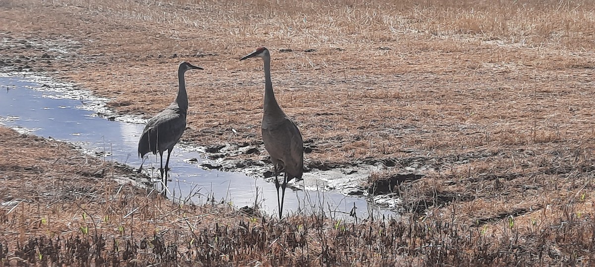 Sandhill Crane - ML566636241