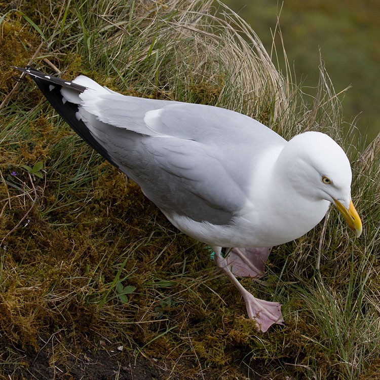 Herring Gull - www.aladdin .st
