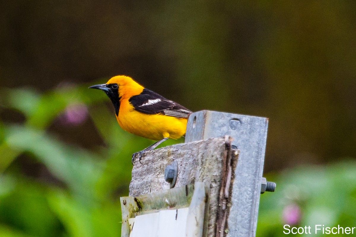 Hooded Oriole - Scott Fischer