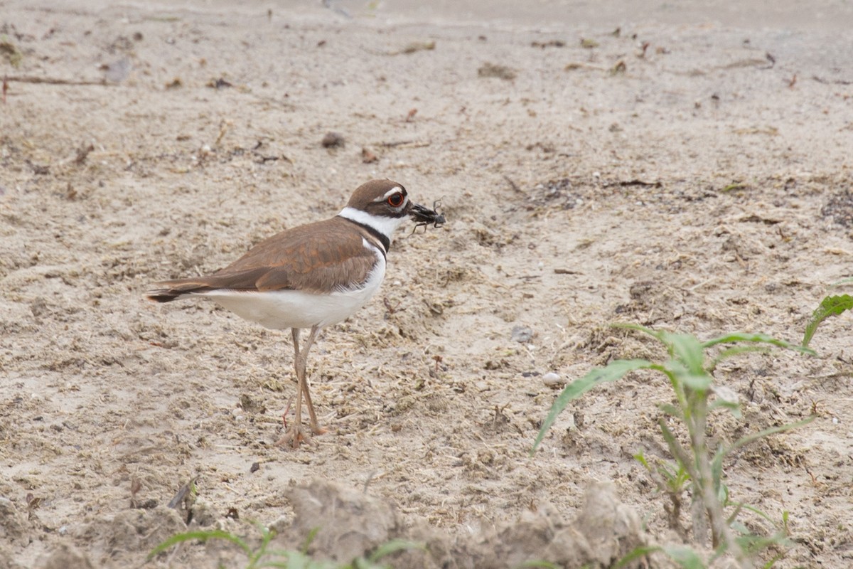 Killdeer - ML566640221