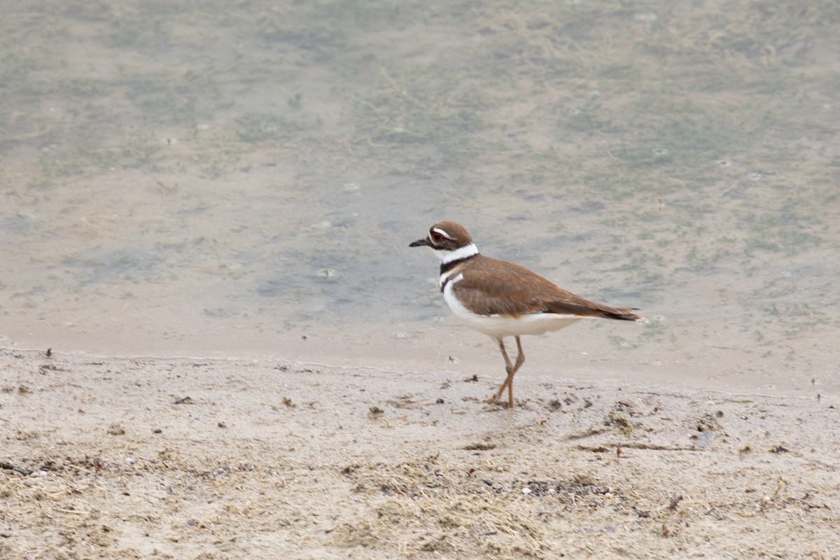 Killdeer - Tara Randle