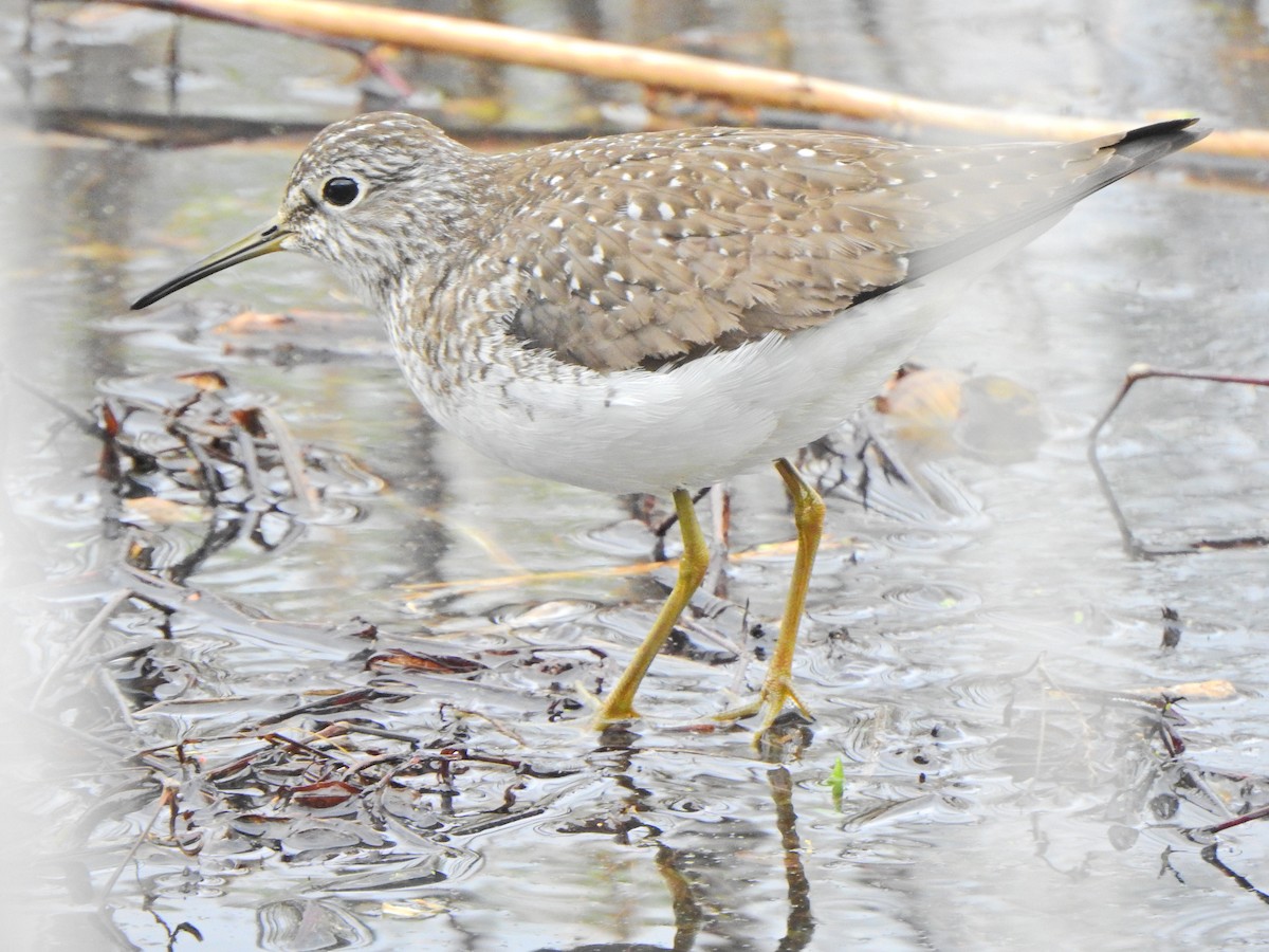 Solitary Sandpiper - ML566640941