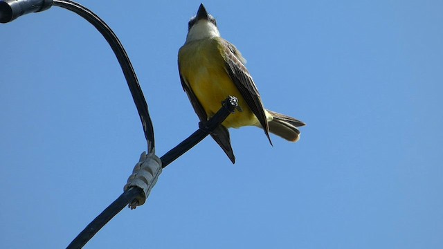 Tropical Kingbird - ML566641331