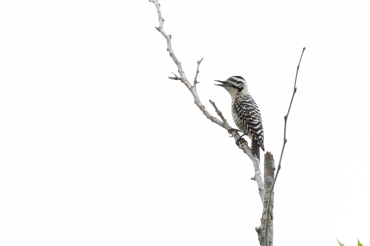 Ladder-backed Woodpecker - ML566641561