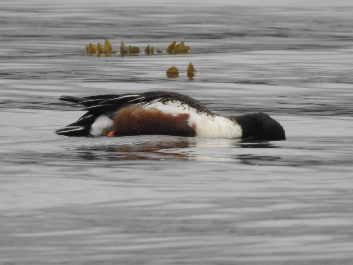 Northern Shoveler - ML566641881