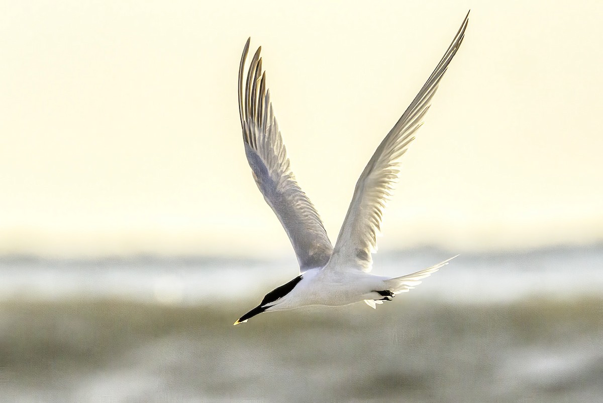 Sandwich Tern - ML566642041