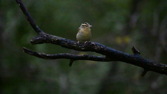 Worm-eating Warbler - ML566642951