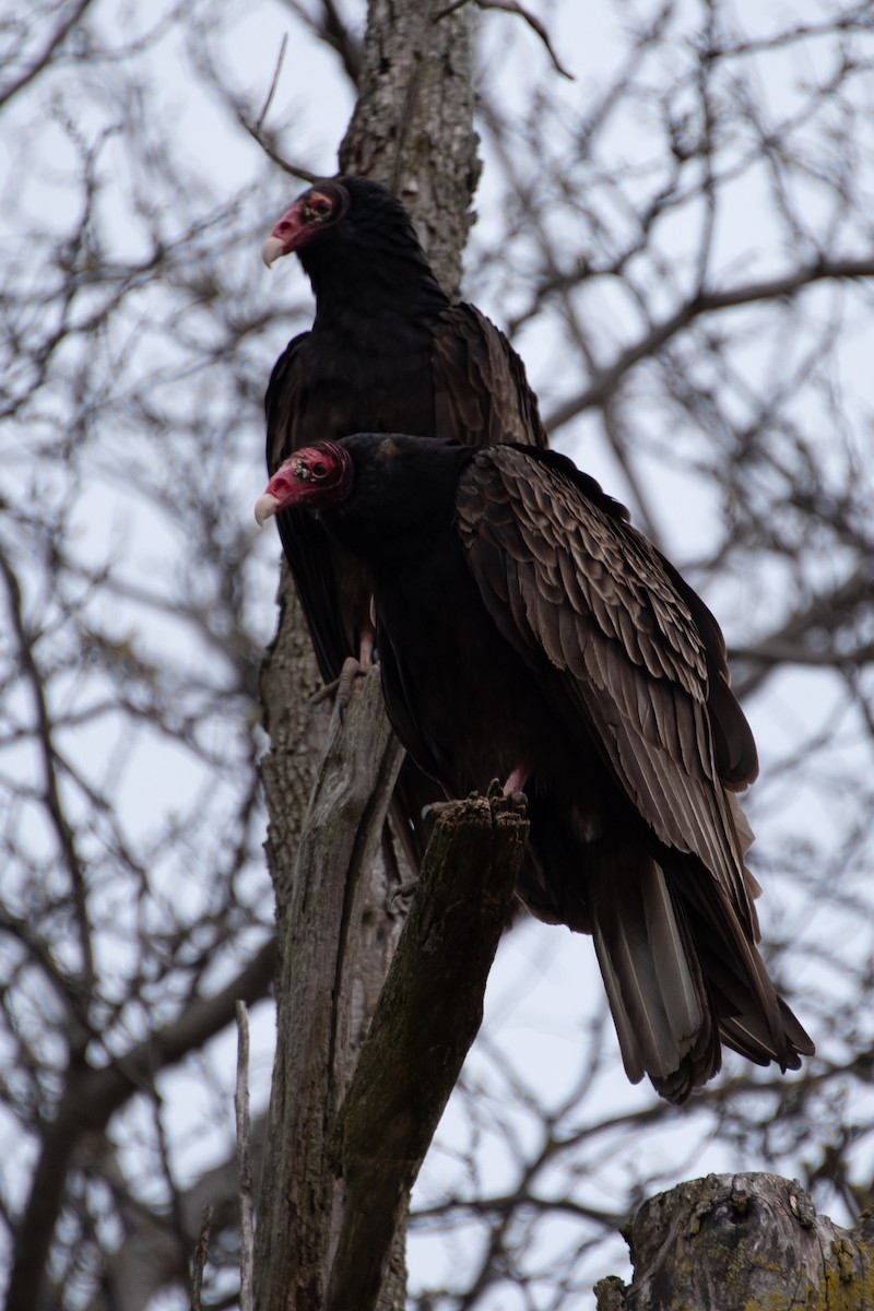 Urubu à tête rouge - ML566644371