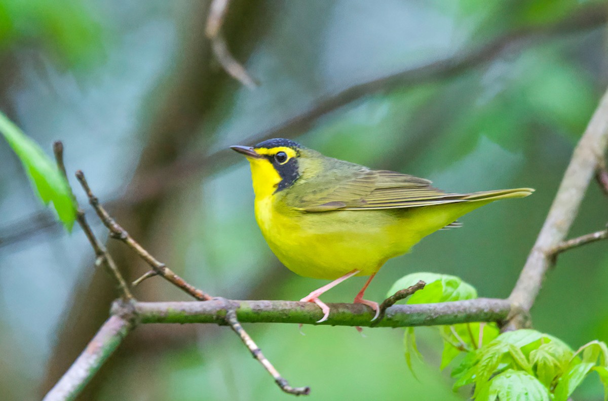 Kentucky Warbler - Matt Mason