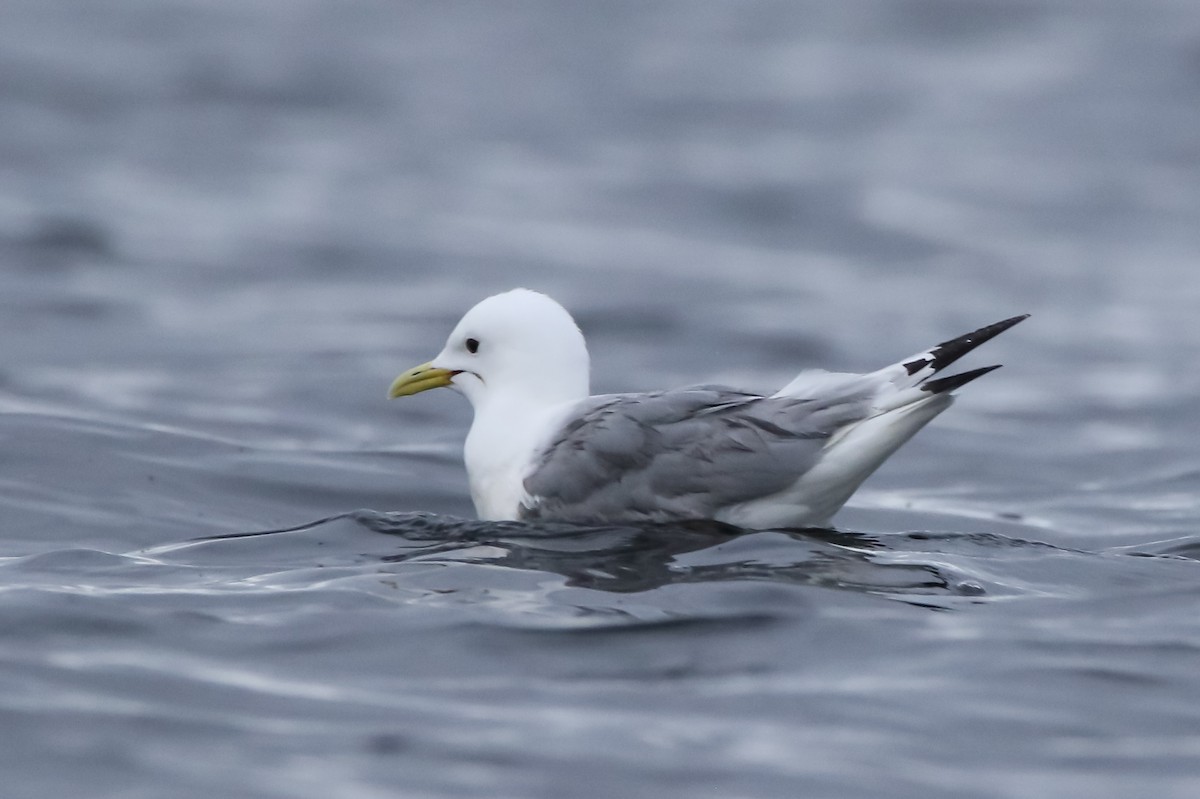 ריסה שחורת-רגל - ML566646921