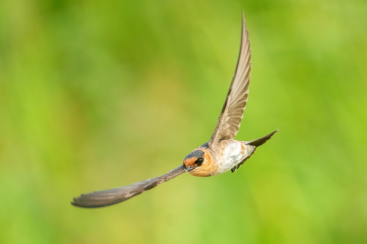 Cave Swallow - ML566647141