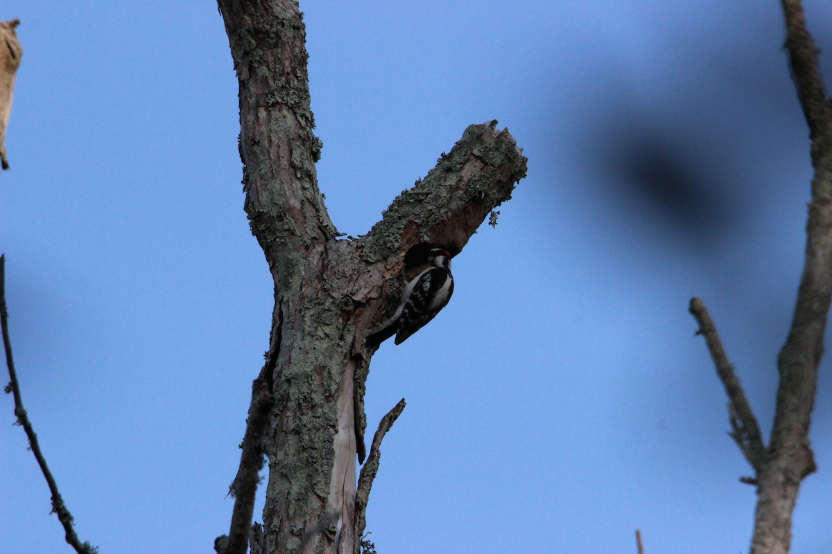 Downy Woodpecker - ML566647271