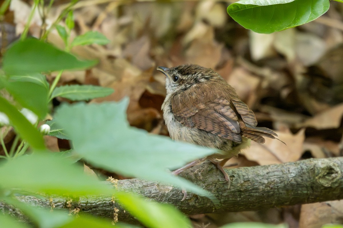 Carolina Wren - ML566647431