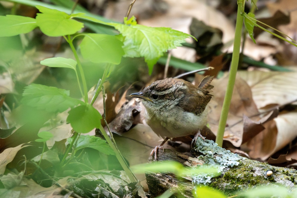 Carolina Wren - ML566647491