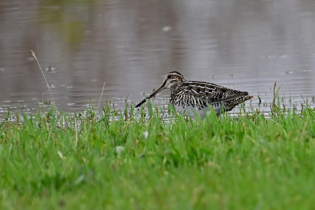 Wilson's Snipe - ML566647571