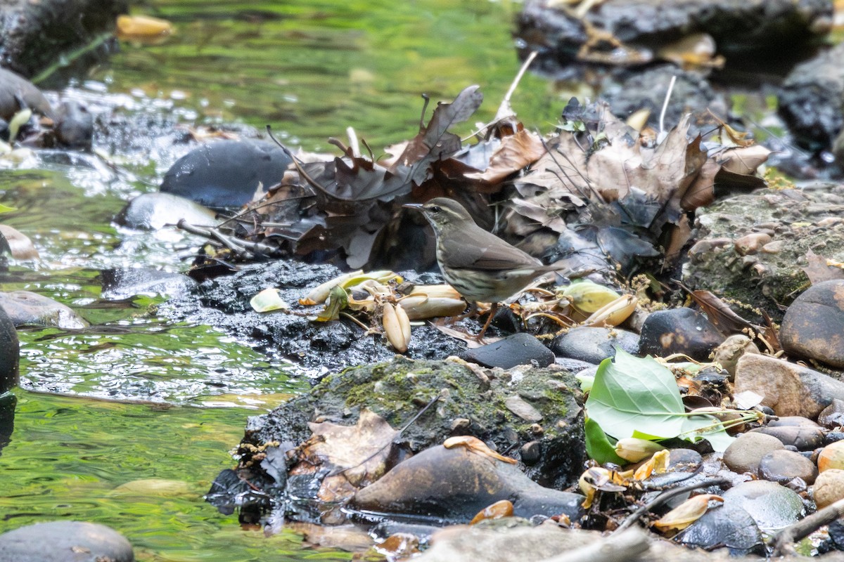 Northern Waterthrush - ML566647831