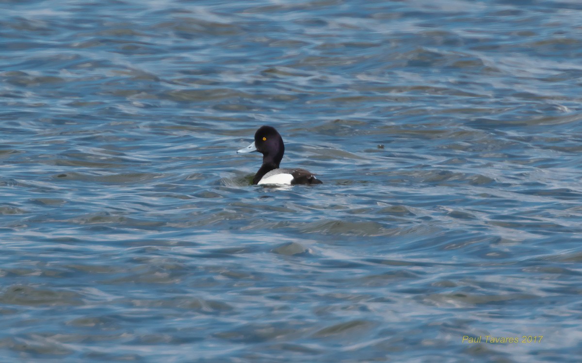 Lesser Scaup - ML56664881