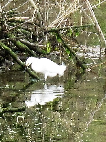 Snowy Egret - ML56664941