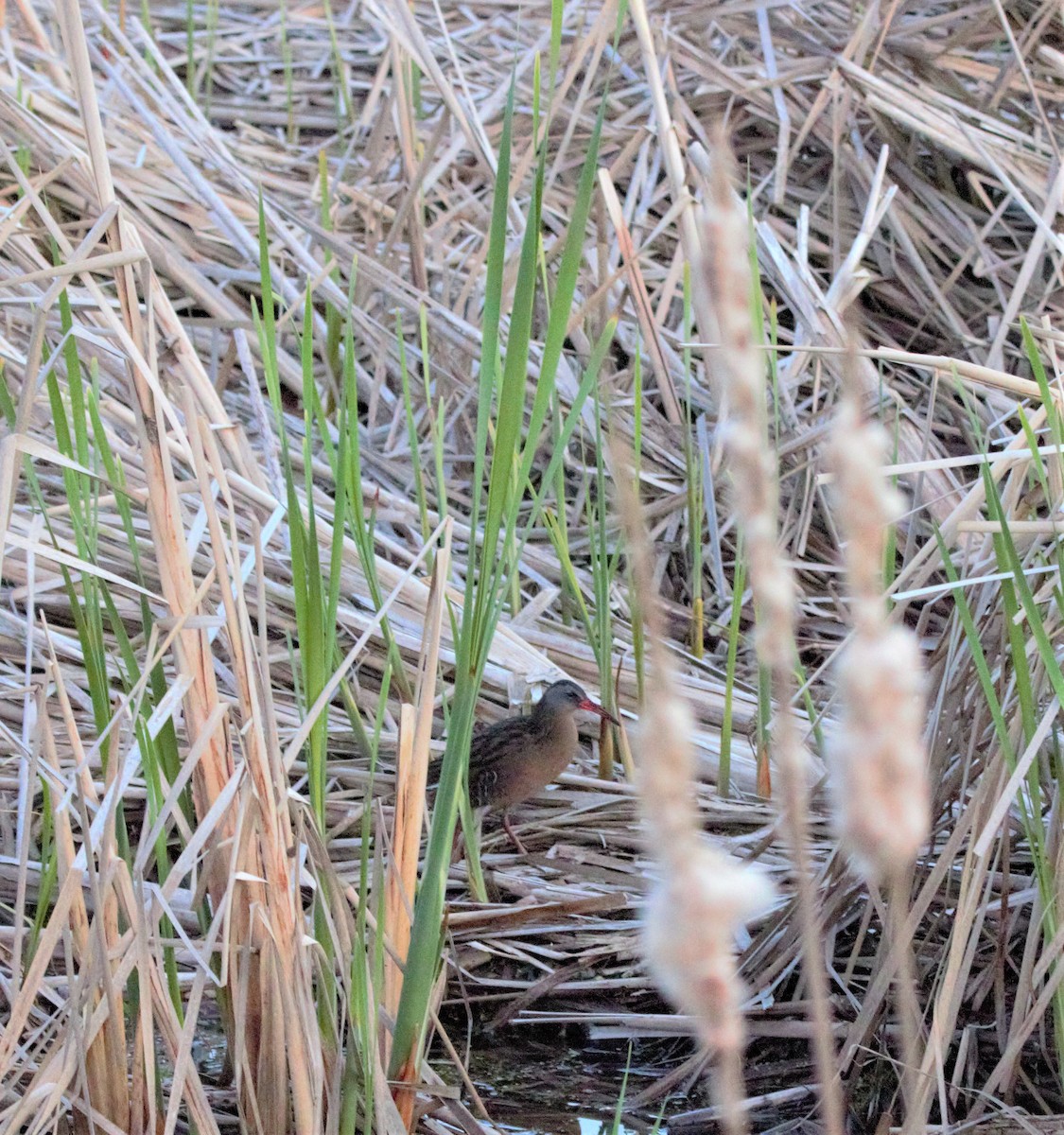 Virginia Rail - ML566649521
