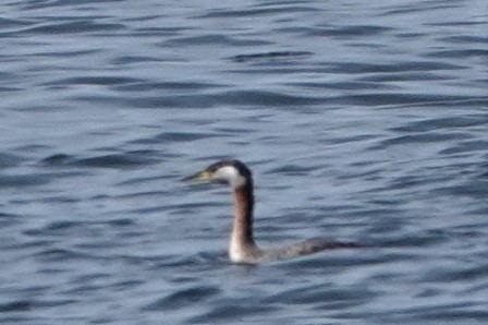 Red-necked Grebe - ML566650151