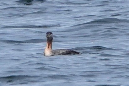 Red-necked Grebe - ML566650181