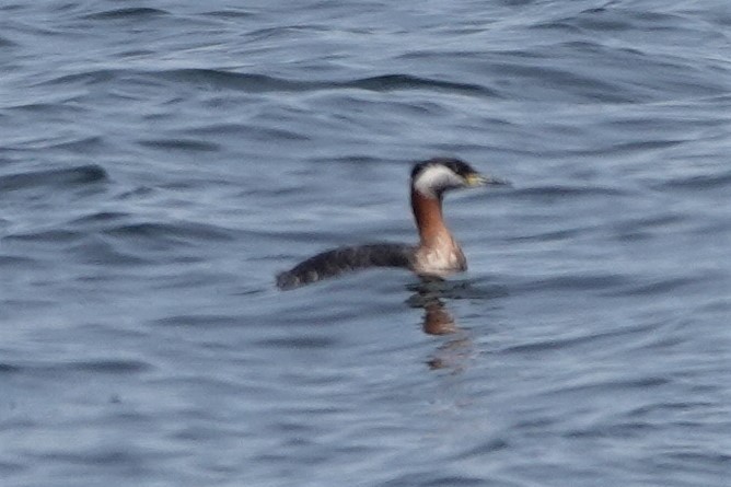 Red-necked Grebe - ML566650251