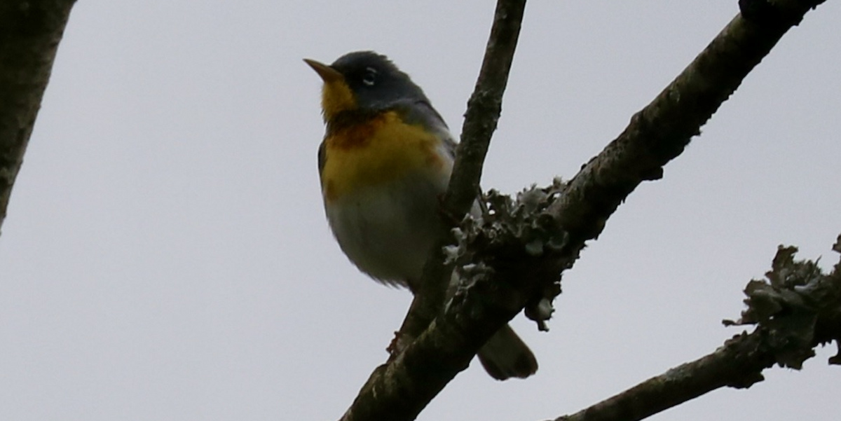 Northern Parula - ML566651601