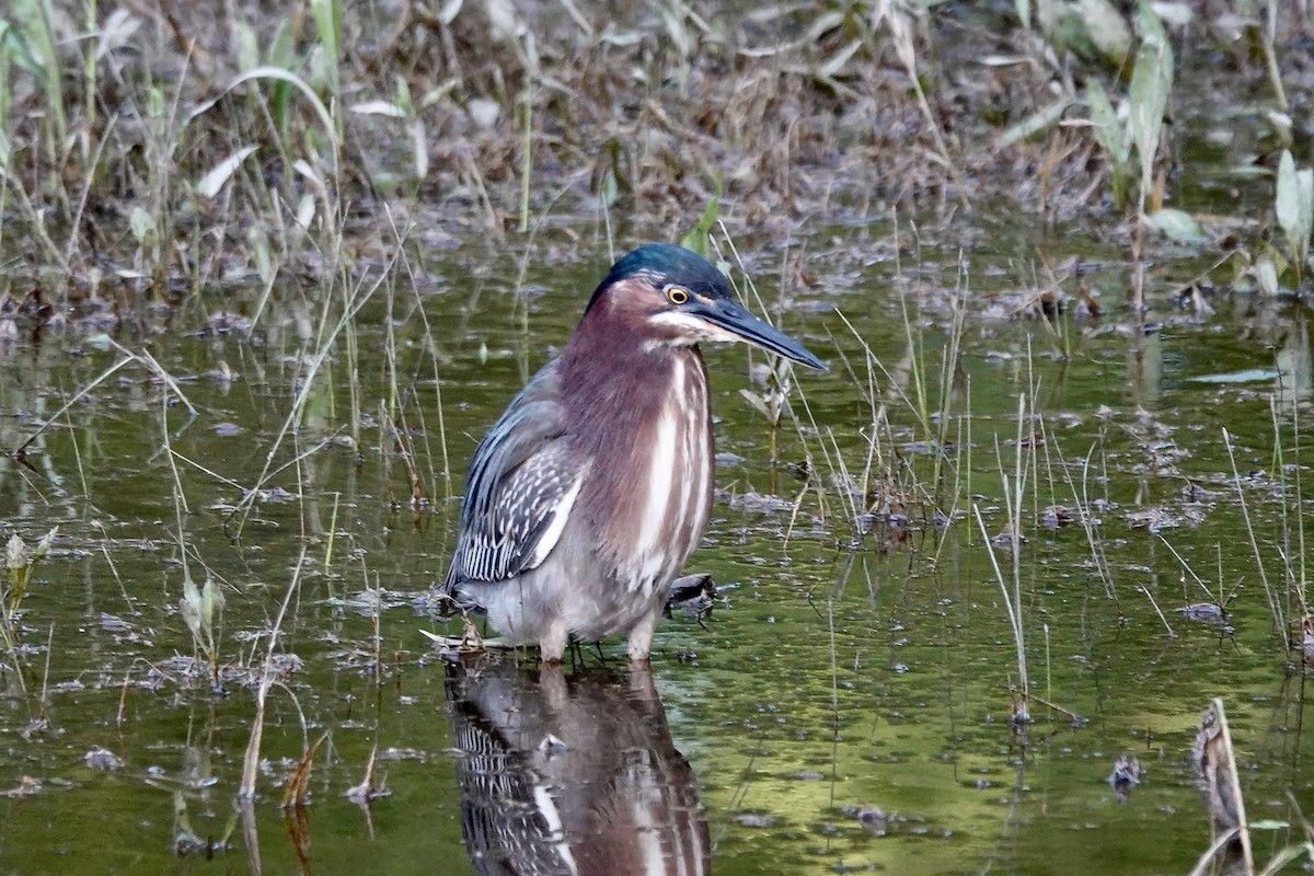 Green Heron - ML566651791