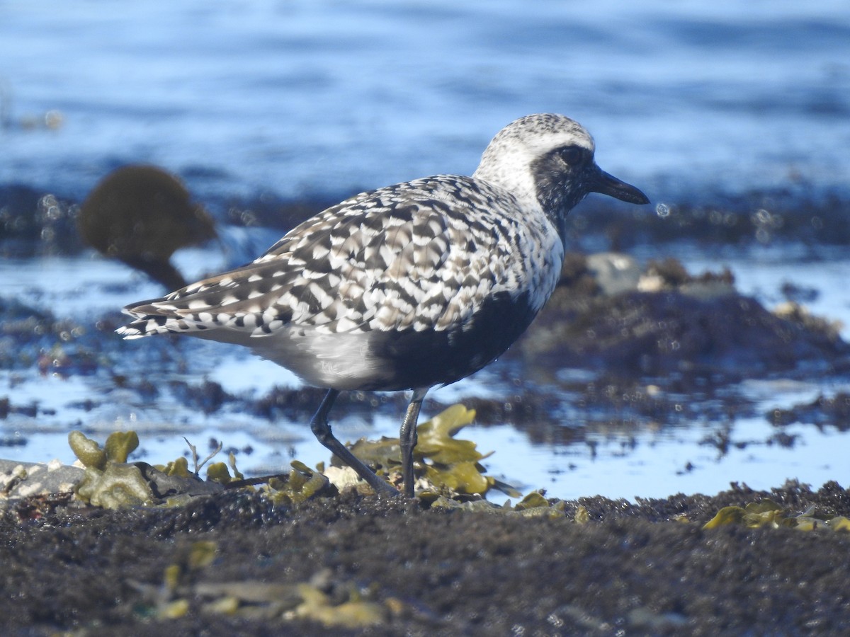 Black-bellied Plover - Victoria Vosburg