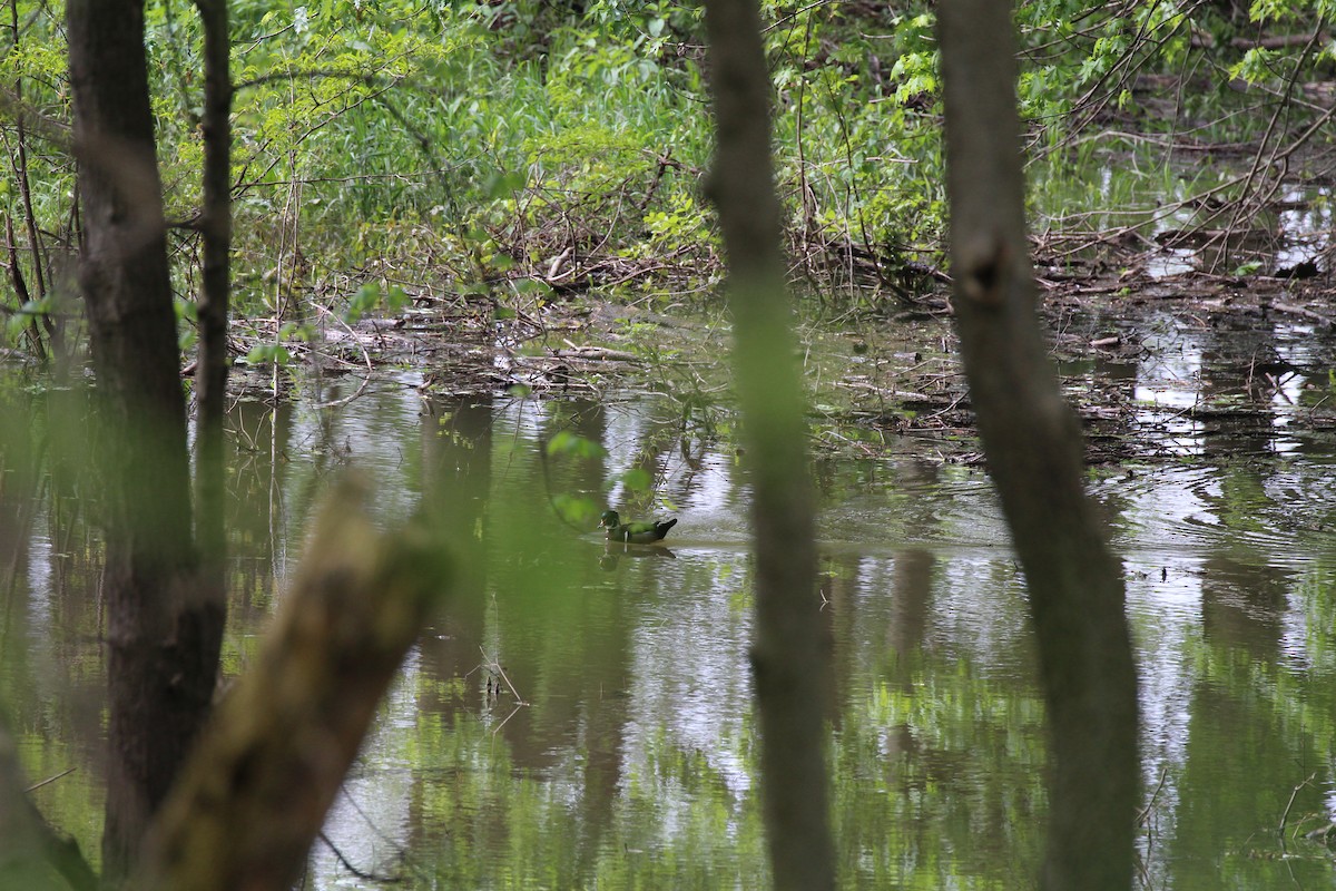 Wood Duck - Russell Allison